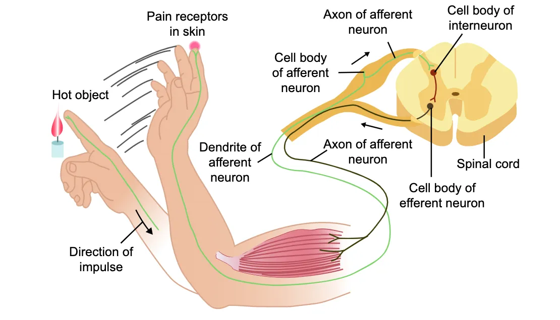 Reflex Arc Diagram